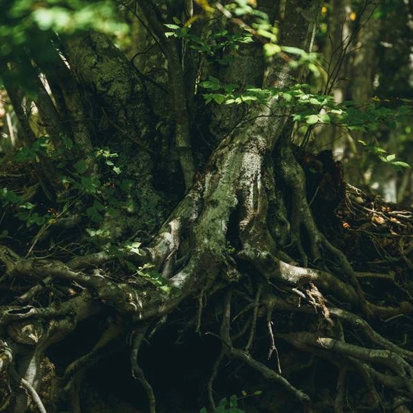 K03Experience the Aokigahara forest & the special food experience